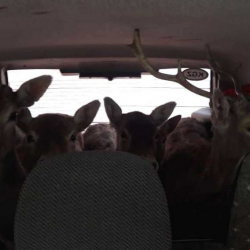 СҮРӨТ - Кыргызстандан малдарды алып чыгып бараткандар кармалды