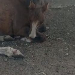 ВИДЕО - Жаныбарларда кутурма оорусу чыгып жатат