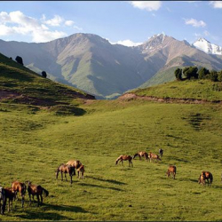 Ысык-Көлдө 3,48 гектар жайыт жер мамлекетке кайтарылды