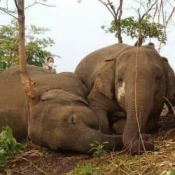 Индияда 18 пилге чагылган тийип өлдү