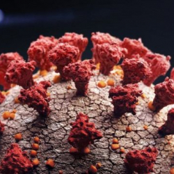 Улуу Британияда коронавирустун жаңы түрү табылды