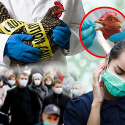 Кытай: Дүйнөнү «куш тумоосу» капташы мүмкүн