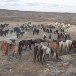 ВИДЕО - Кургакчылыктан улам Казакстандагы мал картон жеп жатат