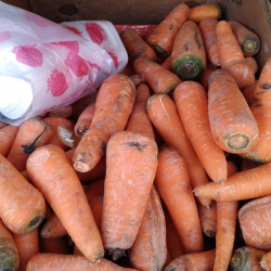 Министрлик сабиздин кымбаттоо себебин түшүндүрдү