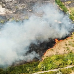 Бишкектеги Ботаникалык бакта өрт чыкты