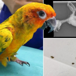 Тайланддагы «ууру» тотукуштун ашказанынан 21 бермет табылды