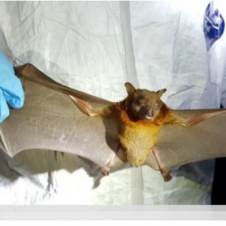 Жарганаттан дагы бир коркунучтуу делген вирус табылды