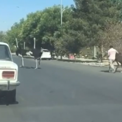 ВИДЕО - Под Самаркандом страусы выбежали на автомобильную дорогу и устроили перегонки