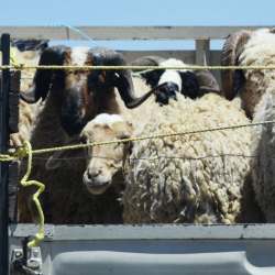 Кыргызстан снимает запрет на экспорт скота из-за нехватки кормов