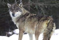 Карышкыр менен чөө аткан мергенчилердин сый акысы көбөйөт