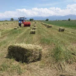 Нарында башка аймактарга чөп сатууну токтотуу чечими кабыл алынды