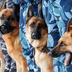 Кинология кызматы дене табы жогорулаган адамдарды табуу үчүн кызматтык иттерди колдоно баштайт