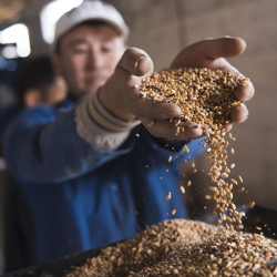 Казакстан Кыргызстанга гумжардам иретинде күздүк буудай үрөнүн берет