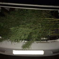 Сборщики конопли, скрываясь от милиционеров, попали в аварию