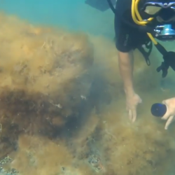 Каспий деңизинин түбүнөн таштанды терген акимдин видеосу