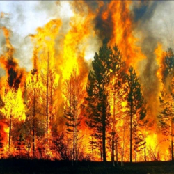 ВИДЕО - Казакстан: Талаадан чыккан өрт токойду каптады