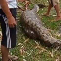 ВИДЕО - Гигантский питон съел корову и лопнул