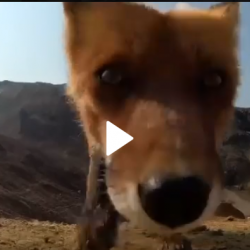 ВИДЕО - Забавное похищение камеры на Камчатке