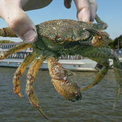 ВИДЕО - Китайское разведение волосатых крабов