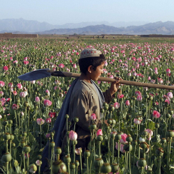 Талибан: «Орусия контрабанданы жок кылганга жардам бере алышы мүмкүн»