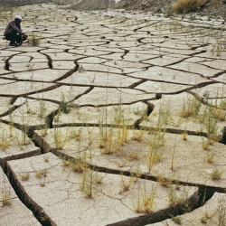 Минсельхоз: Из-за засухи уменьшилась посевная масленичных культур