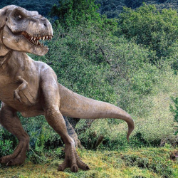 ВИДЕО - В Китае обнаружены окаменелости динозавра размером с два автобуса