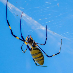 ФОТО - Американский штат наводнили желто-синие пауки из Азии