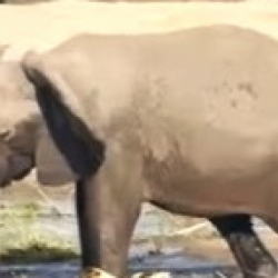 ВИДЕО - В Замбии на видео попала схватка слона с крокодилом