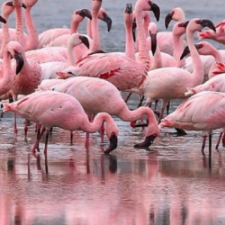 ФОТО - В Туркменистан прилетели розовые фламинго