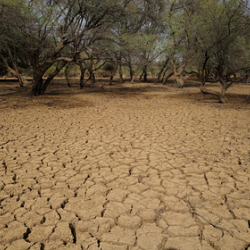 Спрогнозирована катастрофическая засуха «Судного дня»