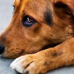 XXI-кылымда жолбун иттерди атып салуу – жапайылык жана мыкаачылык