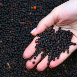 Коронавирустун жайылуусун токтотуучу азык табылды