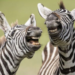 ФОТО - Названа самая смешная фотография дикой природы 2021 года