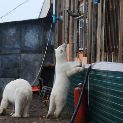 ФОТО - Опасная встреча: белые медведи выходят к людям из-за изменения климата
