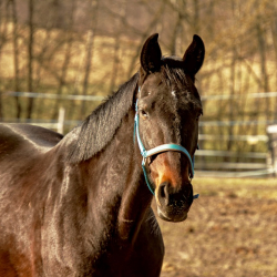 ВИДЕО - Ат автоунаанын маңдайкы терезесинен кирип кеткен