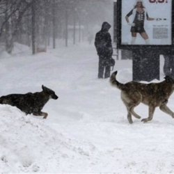 Камчаткада бир үйүр ит жаш балага кол салган