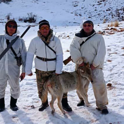 СҮРӨТ - Нарында жарым миллион сомдой зыян келтирген карышкыр атылды