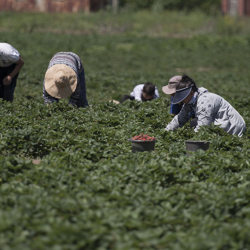 Депутаттар өкмөттүн айыл чарба кооперативдери боюнча токтомун сынга алды