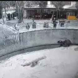 Үч жашар кызын аюунун капасына ыргыткан аял. Окуянын видеосу