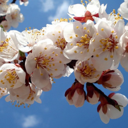 Мартта кыргызстандыктар кошумча эки күн эс алат