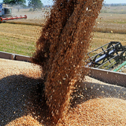 Украинадагы абалга байланыштуу Кыргызстанга үрөндүн келиши кечеңдөөдө