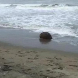 В Турции сообщили о нейтрализации похожего на мину объекта в Босфоре