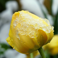 Үшүк жүрөт! Кыргызгидромет шашылыш билдирүү таратты