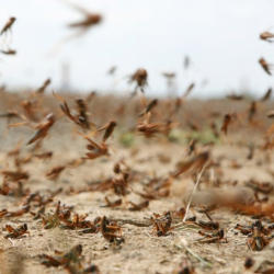 ВИДЕО - Тажикстандын түштүк райондорун чегиртке каптады