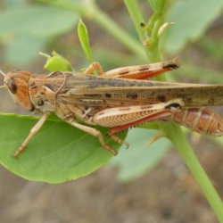 Лейлекте миң гектардай эгин аянтын чегиртке каптады