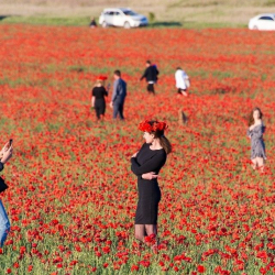 ВИДЕО - Тренд сезона! Фотосессия на маковом поле спровоцировала скандал