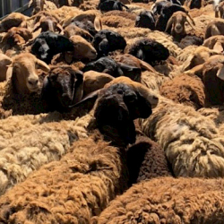 Чек арадан 1,4 млн сомдук койду мыйзамсыз өткөрүүгө аракет кылгандар кармалды