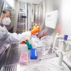 Маймыл чечегинен адам кайтыш болгон учур катталды