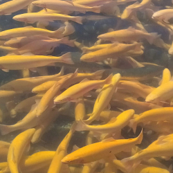 Ат-Башынын балыгы экспортко чыгарылат