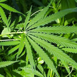 Таиландда медициналык максатта кара куурай өстүрүүгө уруксат берилди